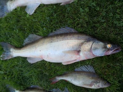 Starkis, 2,6 kg — Kuršių