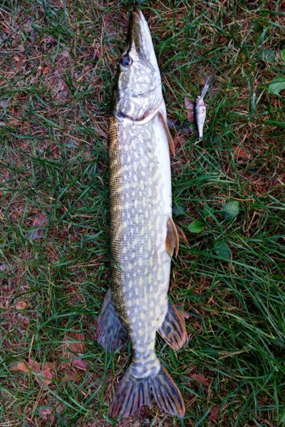 Lydeka, 2,6 kg