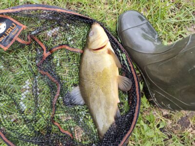 Lynas, 0,9 kg — Bijotė