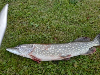 Lydeka, 2,4 kg