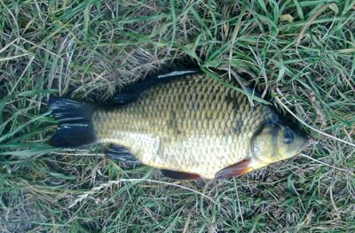 Auksinis karosas, 0,4 kg — Pakumulšių I-asis