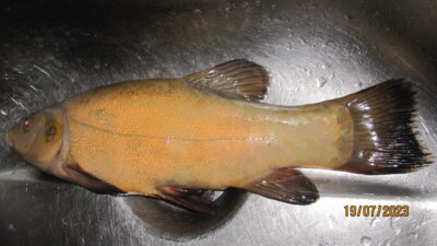 Lynas, 0,5 kg — Pakumulšių I-asis