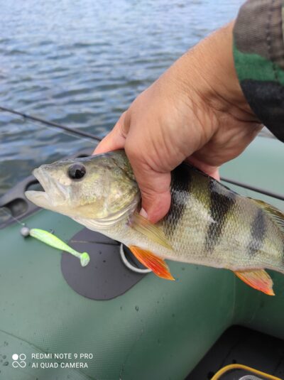 Ešerys, 0,4 kg — Avilys
