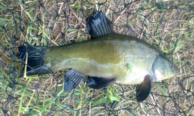 Lynas, 0,5 kg — Pakumulšių I-asis