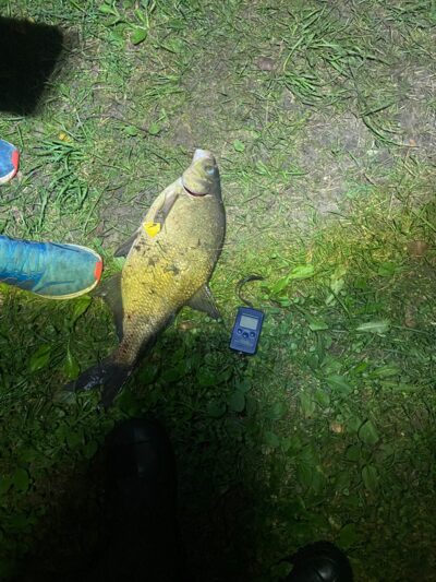 Karšis, 1,9 kg — Šventoji