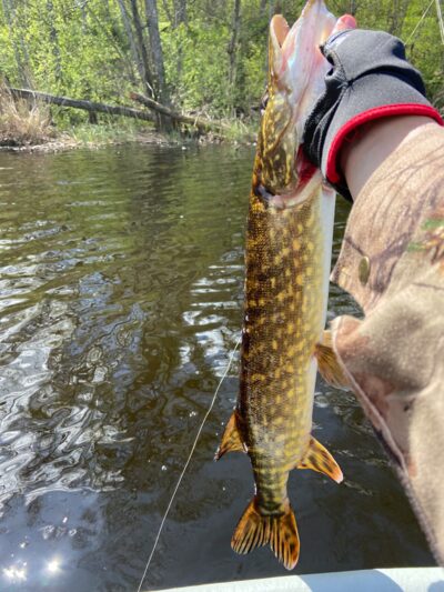 Lydeka, 1,4 kg — Mūšėjus