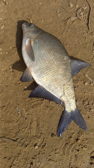 Karšis, 1,8 kg