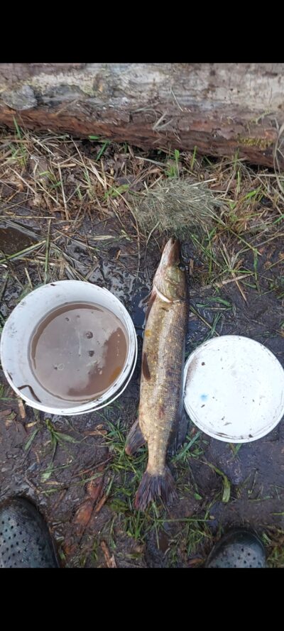Lydeka, 1,5 kg