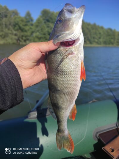 Ešerys, 0,5 kg — Avilys