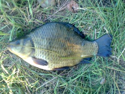 Auksinis karosas, 0,5 kg — Pakumulšių I-asis