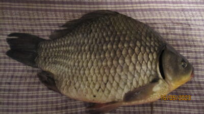 Sidabrinis karosas, 0,9 kg
