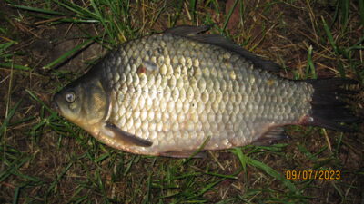 Sidabrinis karosas, 0,9 kg — Pakumulšių I-asis