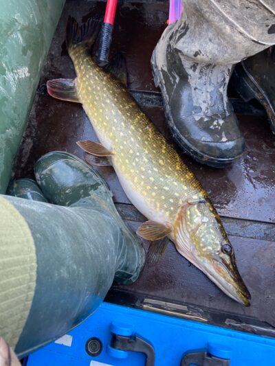 Lydeka, 3,3 kg — Mūšėjus