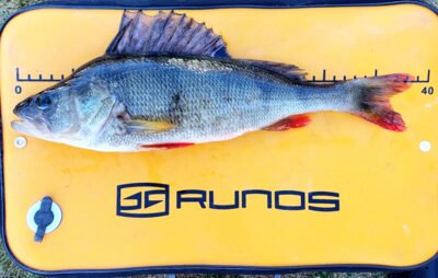 Ešerys, 0,7 kg — Šventoji