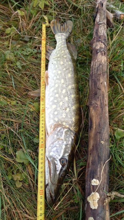 Lydeka, 1,7 kg — Karklėnų