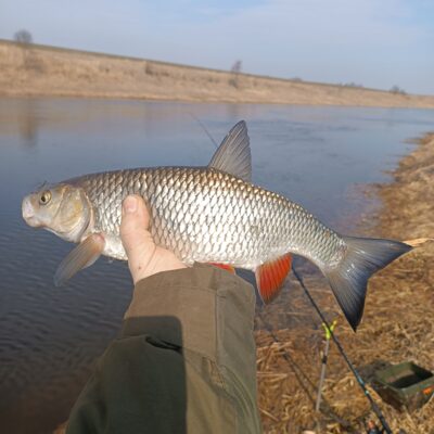šapalas, 0,9 kg — Mūša
