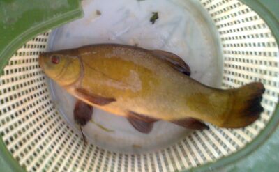 Lynas, 0,5 kg — Pakumulšių I-asis