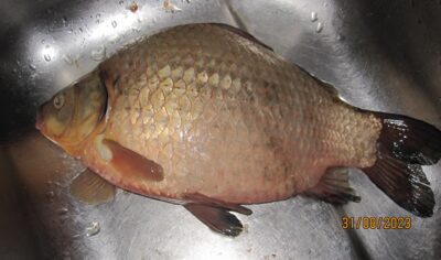 Sidabrinis karosas, 1,4 kg — Pakumulšių I-asis