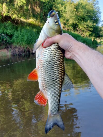 šapalas, 1,0 kg — Šventoji