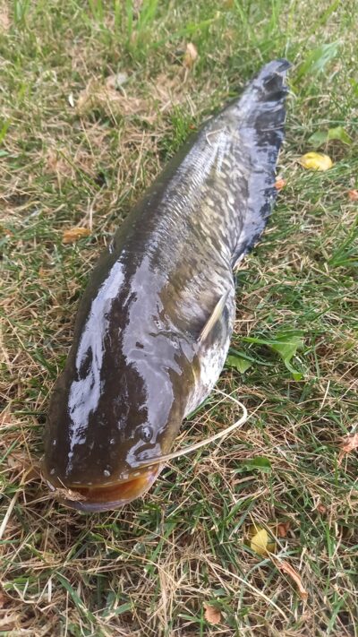 šamas, 3,9 kg