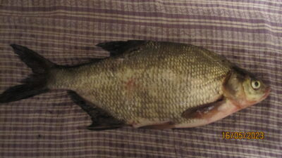 Karšis, 0,6 kg — Pakumulšių I-asis