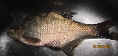 Karšis, 0,5 kg — Pakumulšių I-asis