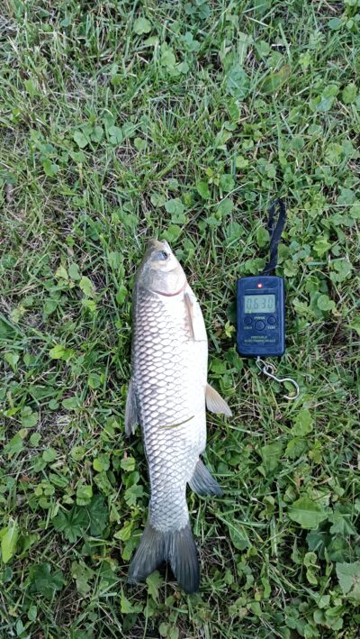 Baltasis amūras, 0,6 kg