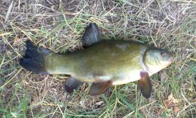 Lynas, 0,4 kg — Pakumulšių I-asis
