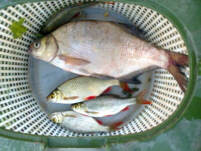 Karšis, 0,5 kg — Pakumulšių I-asis