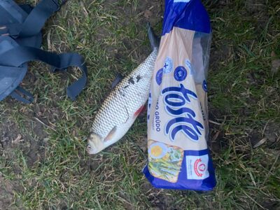 šapalas, 0,7 kg — Šventoji