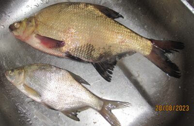 Karšis, 0,7 kg — Pakumulšių I-asis