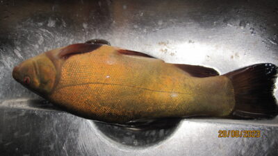 Lynas, 0,5 kg — Pakumulšių I-asis