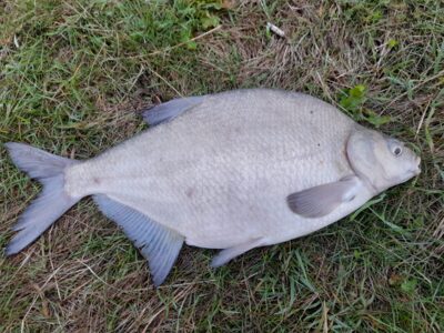 Karšis