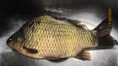 Sidabrinis karosas, 0,6 kg — Pakumulšių I-asis