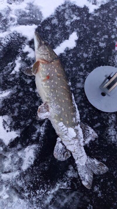 Lydeka, 1,7 kg — Gludas