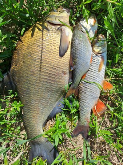 Karšis, 1,8 kg — Nemunas