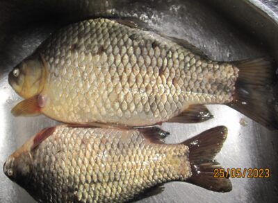 Sidabrinis karosas ×2 — Pakumulšių I-asis