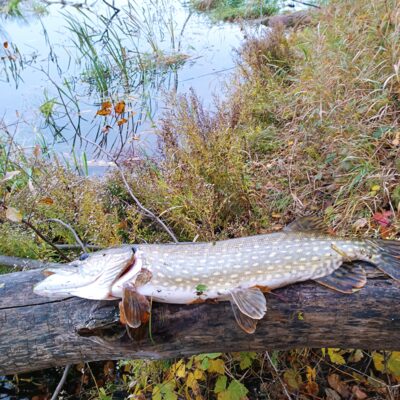 Lydeka, 3,0 kg — Lėvuo
