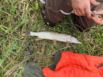 Lydeka, 1,6 kg — Siesartis