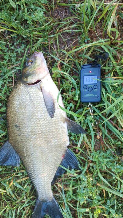 Karšis, 1,3 kg