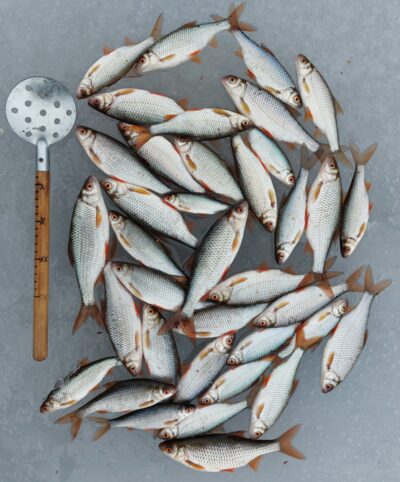 Paprastoji kuoja ×38