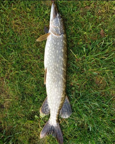 Lydeka, 2,4 kg — Asveja