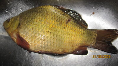 Auksinis karosas, 0,5 kg — Pakumulšių I-asis