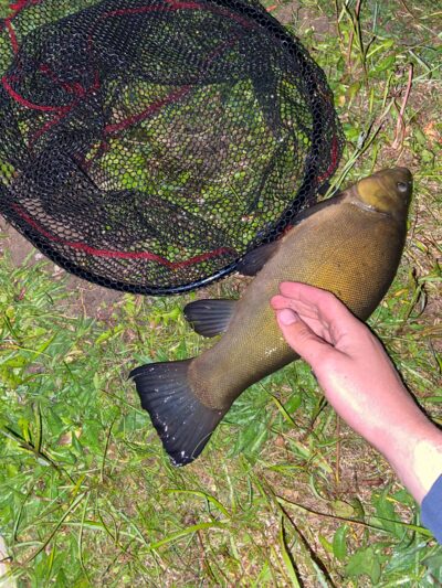 Lynas, 1,0 kg — Leliūnų