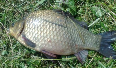 Sidabrinis karosas, 1,5 kg — Pakumulšių I-asis