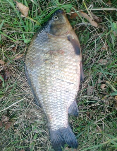 Sidabrinis karosas, 1,4 kg — Pakumulšių I-asis