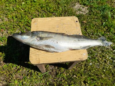 Starkis, 1,7 kg