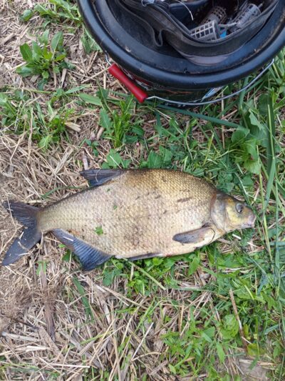 Karšis, 2,8 kg — Mūša