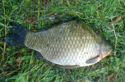 Sidabrinis karosas, 1,6 kg — Pakumulšių I-asis