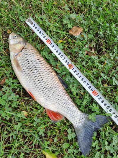 šapalas, 0,7 kg